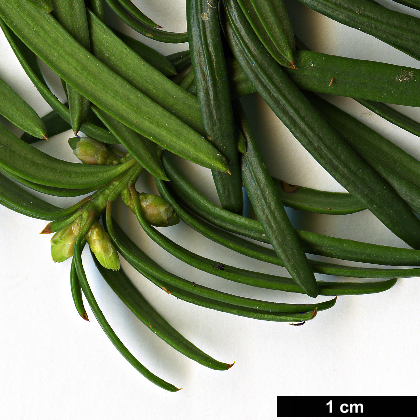 High resolution image: Family: Taxaceae - Genus: Taxus - Taxon: ×media - SpeciesSub: 'Sargentii' (T.baccata × T.cuspidata)